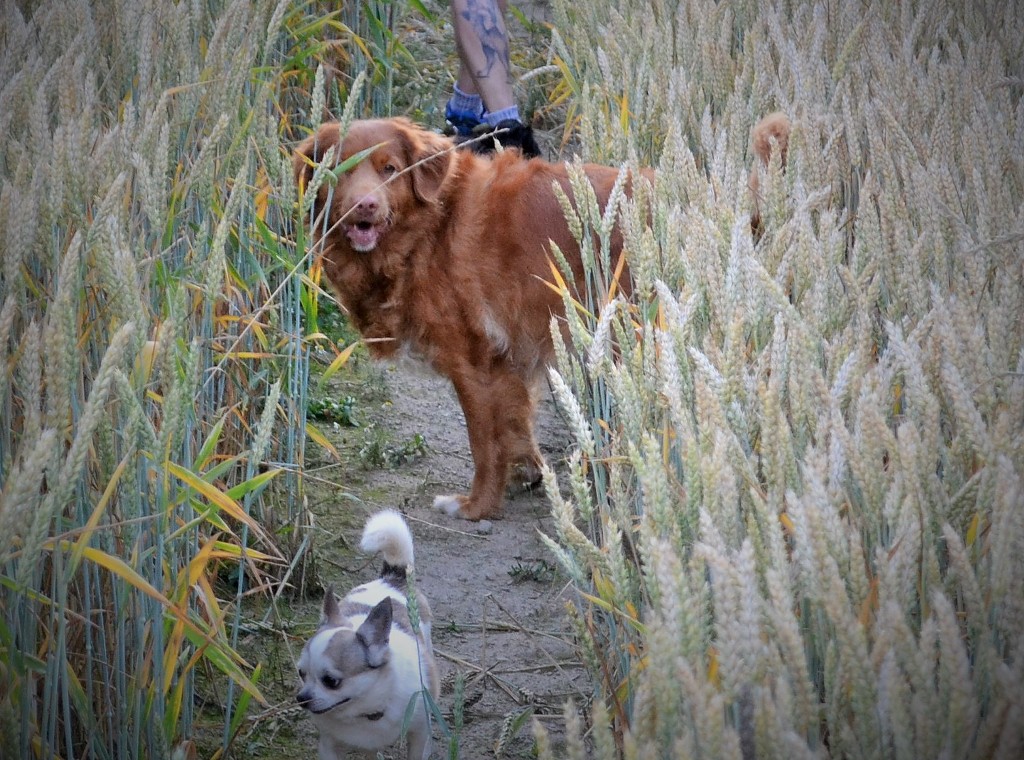 DSC_0298 (3)aw